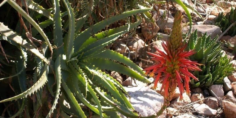 Aloès Arborescens