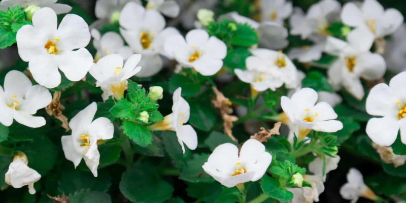 Bacopa monnieri : la plante du cerveau dans la médecine ayurvédique