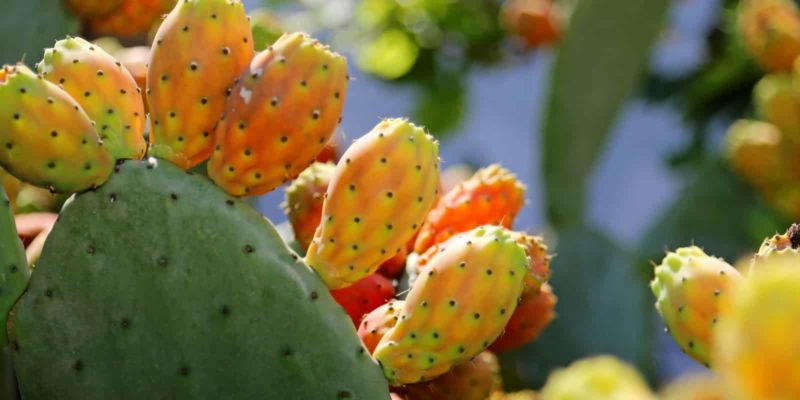 Nopal : Nopalito, eres Dios medico