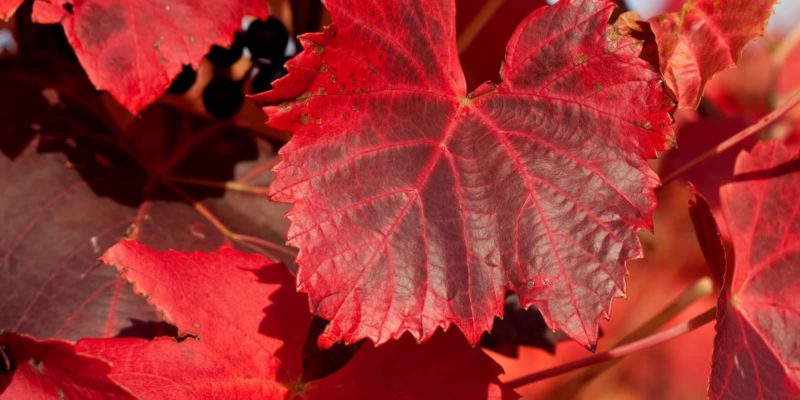 En veine avec la vigne rouge