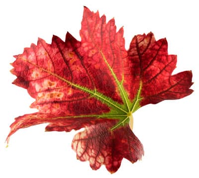 vigne rouge: la feuille